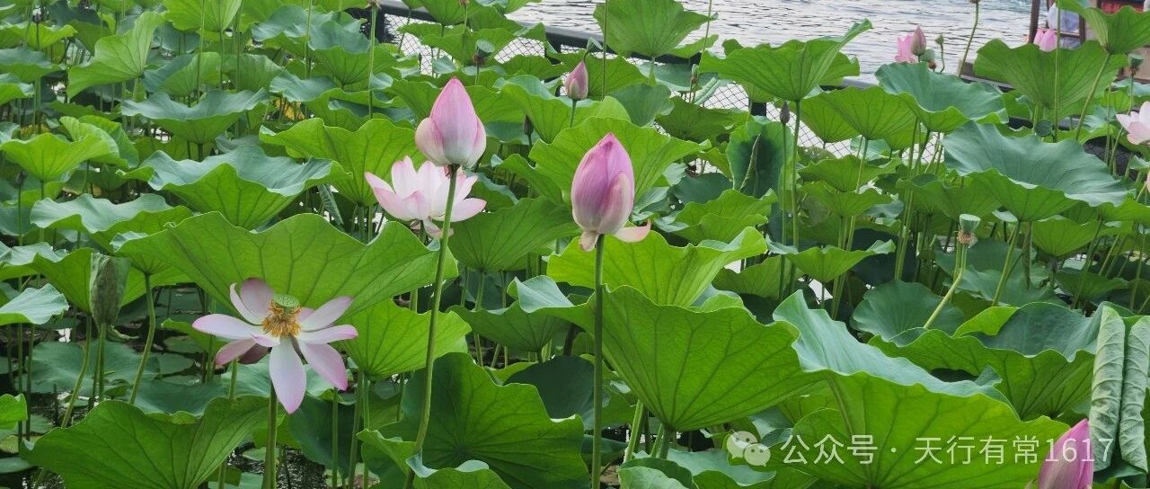 论艺名的归属及其法律保护