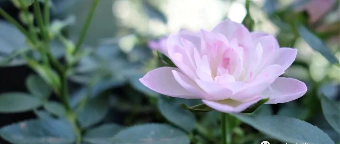 未婚生子能领取生育津贴吗？——从深圳首例非婚妈妈起诉卫健委争取生育保险案说起