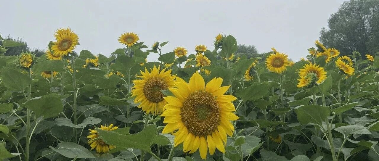 职业禁语与话术手册